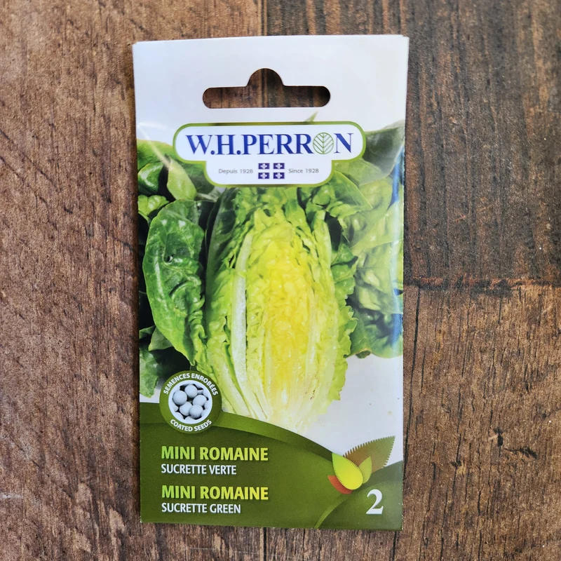 Laitue mini romaine verte ( Lactuca sativa ‘Sucrette’)