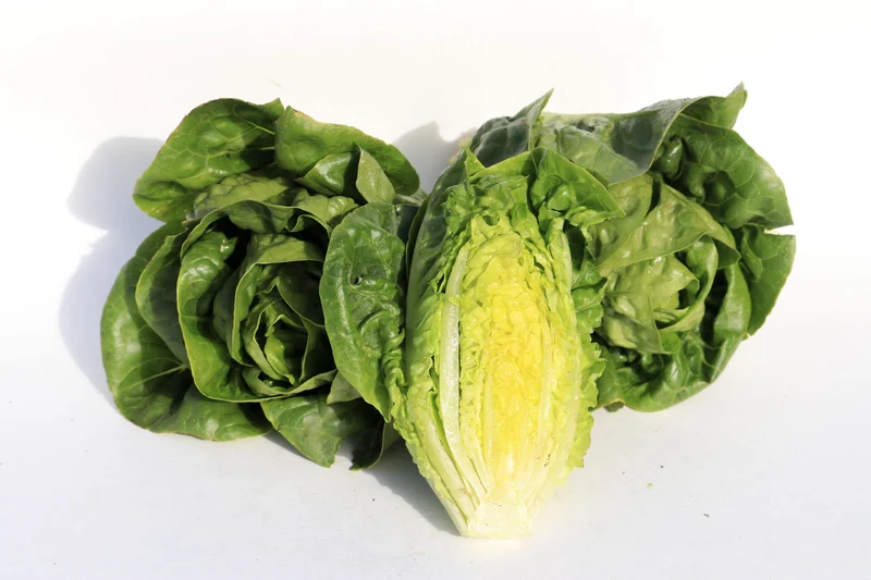 Laitue mini romaine verte ( Lactuca sativa ‘Sucrette’)