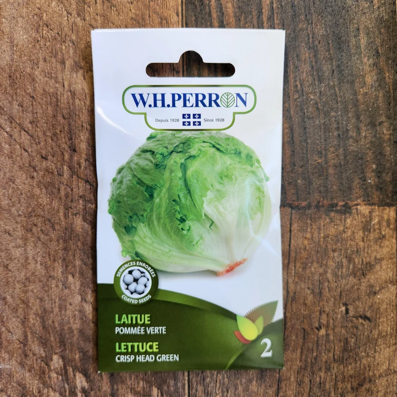 Laitue pommée verte ( Lactuca sativa )