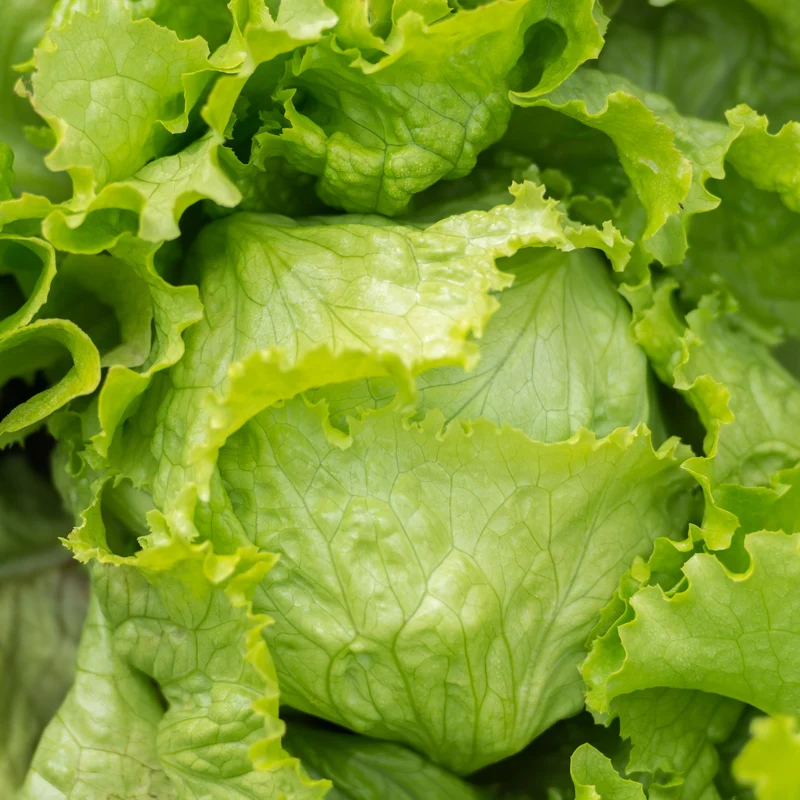 Laitue pommée verte ( Lactuca sativa )