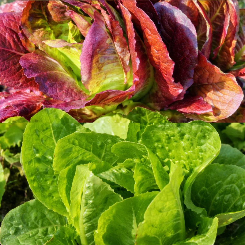 Mélange de laitue mini romaine bio ( Lactuca sativa )