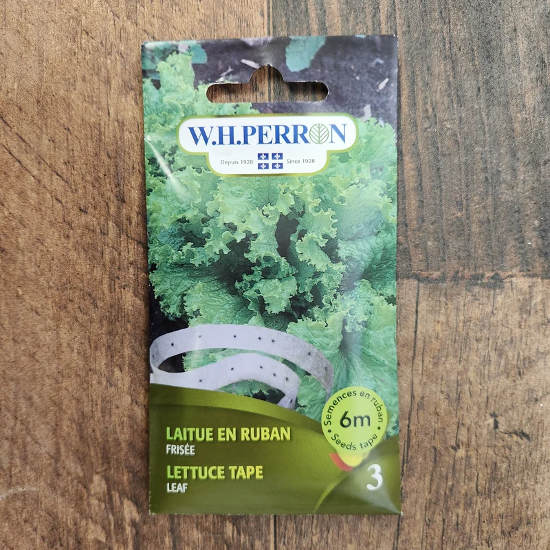 Laitue frisée sur ruban ( Lactuca sativa )