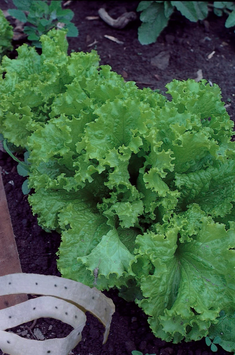 Laitue frisée sur ruban ( Lactuca sativa )