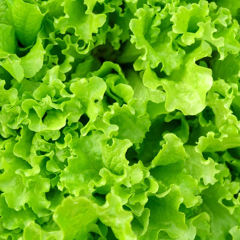 Laitue frisée sur ruban ( Lactuca sativa )