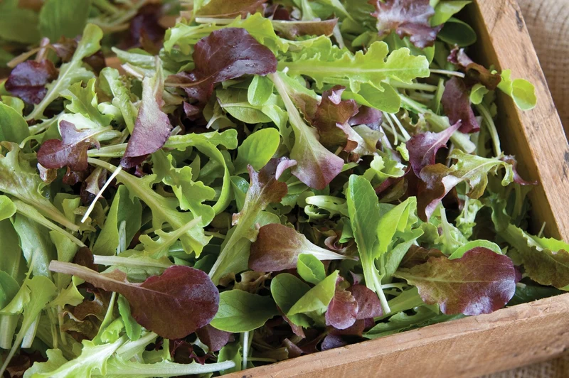 Laitue mesclun bio ( Lactuca sativa )