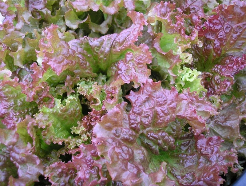 Laitue frisée rouge ( Lactuca sativa ‘New Red Fire’)