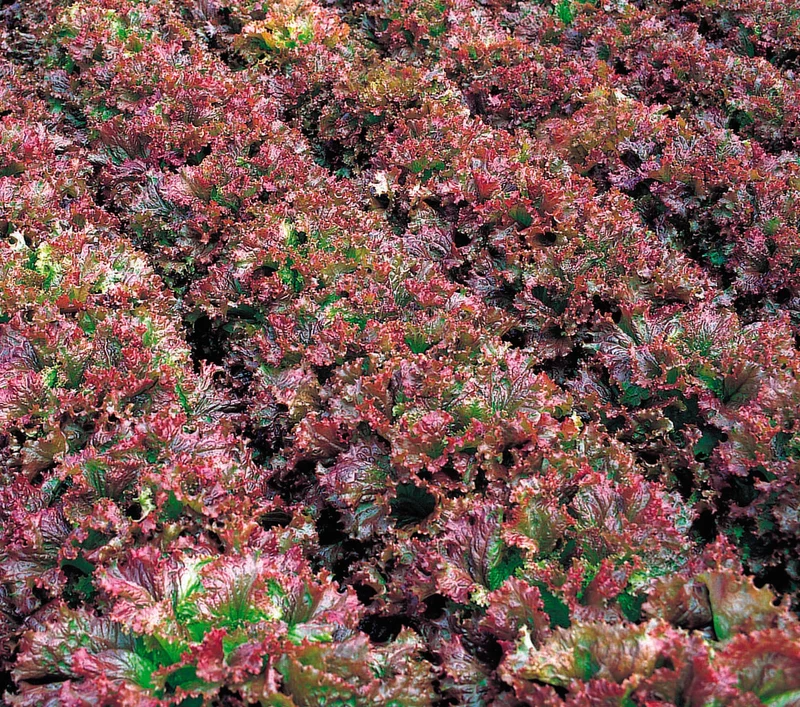 Laitue frisée rouge ( Lactuca sativa ‘New Red Fire’)