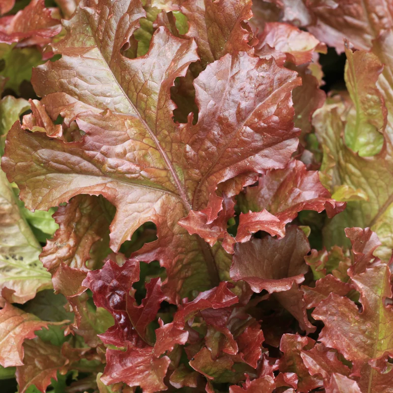 Laitue frisée rouge ( Lactuca sativa ‘New Red Fire’)