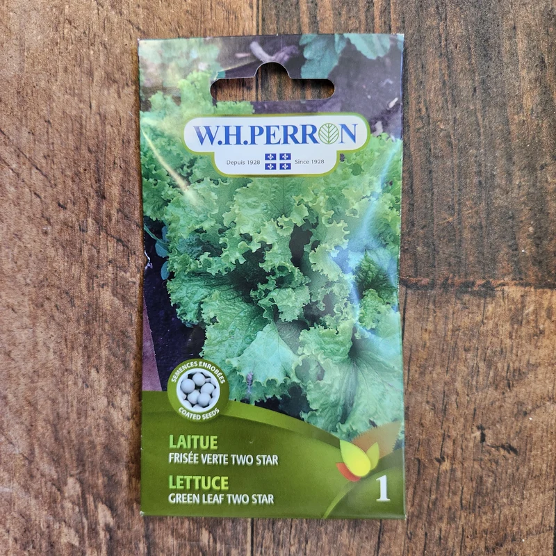 Laitue frisée verte ( Lactuca sativa ‘Two Star’)