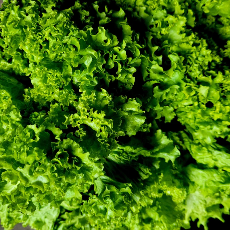 Laitue frisée verte ( Lactuca sativa ‘Two Star’)