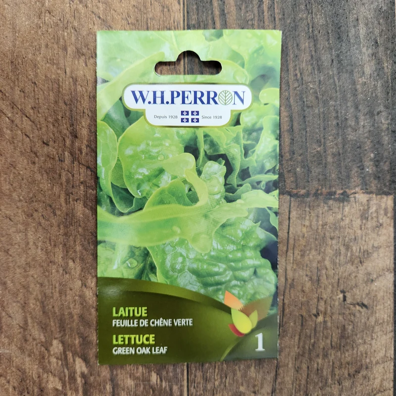 Laitue à feuille de chêne verte ( Lactuca sativa )