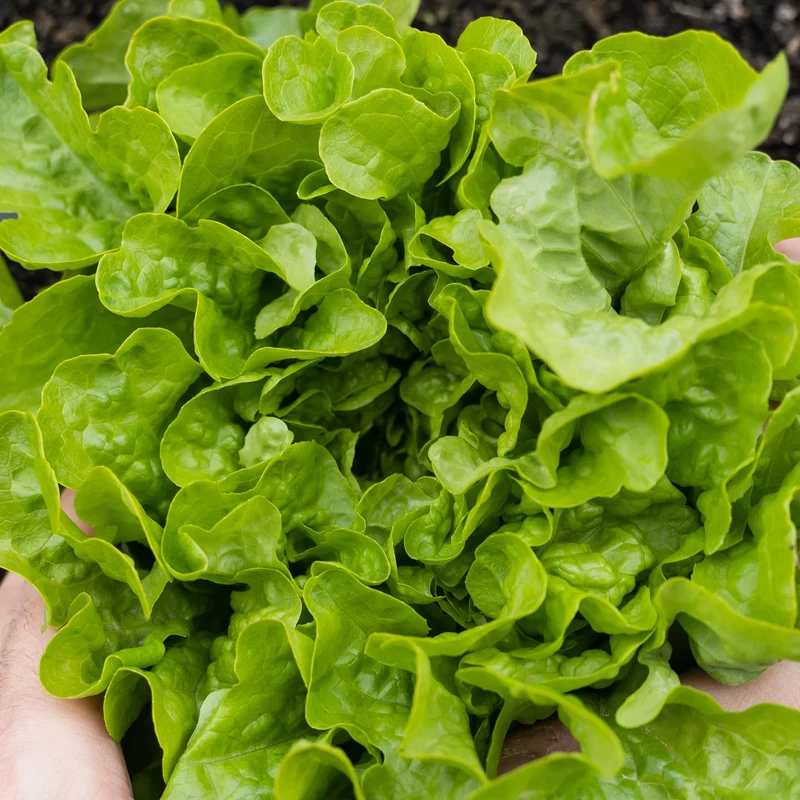 Laitue à feuille de chêne verte ( Lactuca sativa )