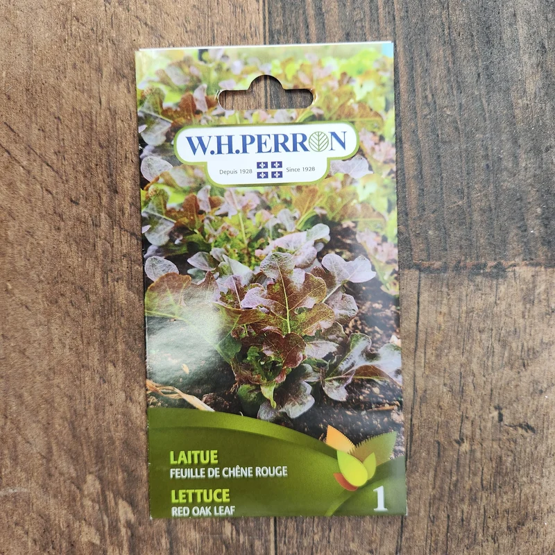 Laitue à feuille de chêne rouge ( Lactuca sativa )