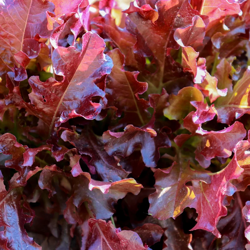 Laitue à feuille de chêne rouge ( Lactuca sativa )