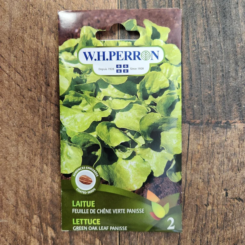 Laitue à feuille de chêne verte ( Lactuca sativa ‘Panisse’)