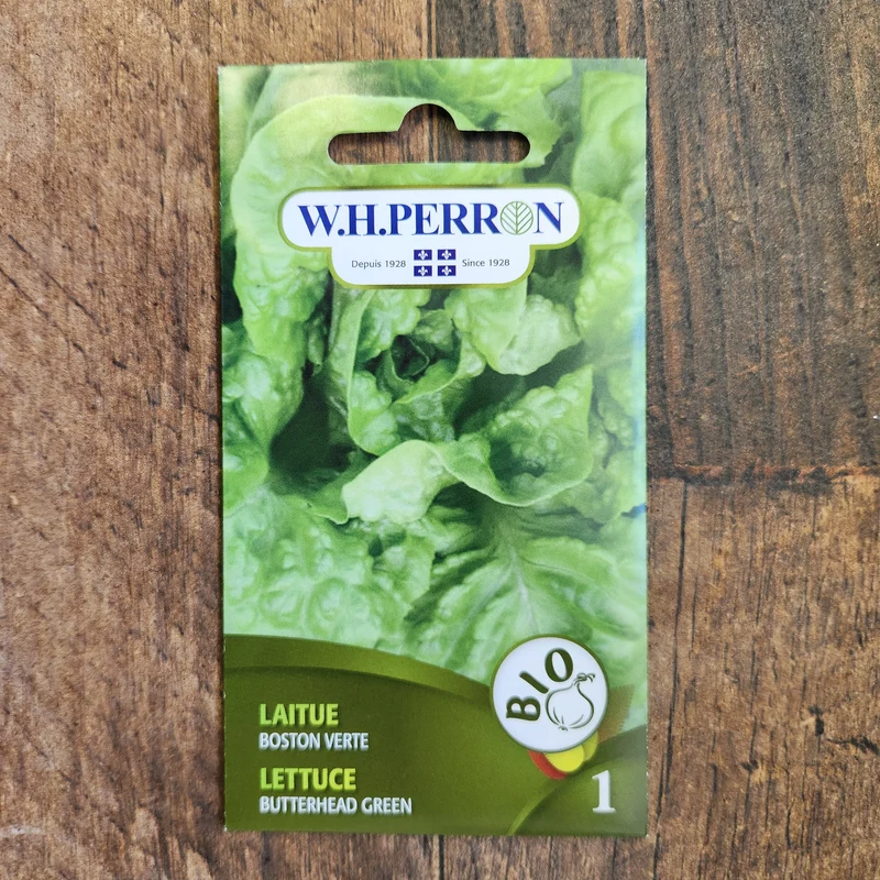 Laitue boston verte bio ( Lactuca sativa )