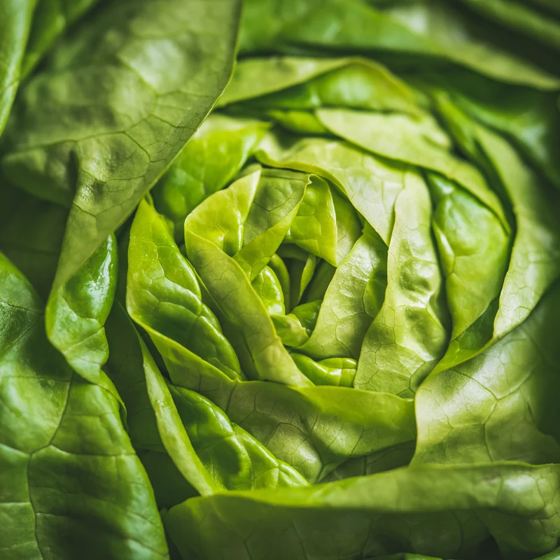 Laitue boston verte bio ( Lactuca sativa )