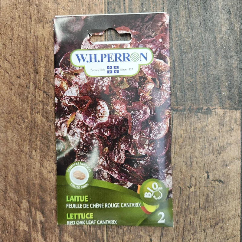 Laitue à feuille de chêne rouge bio ( Lactuca sativa ‘Cantarix’)