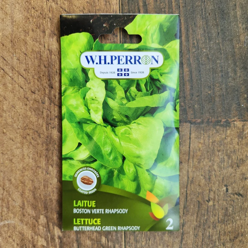 Laitue boston verte ( Lactuca sativa ‘Rhapsody’)
