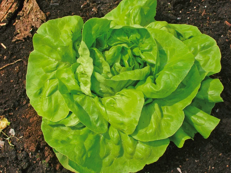 Laitue boston verte ( Lactuca sativa ‘Rhapsody’)
