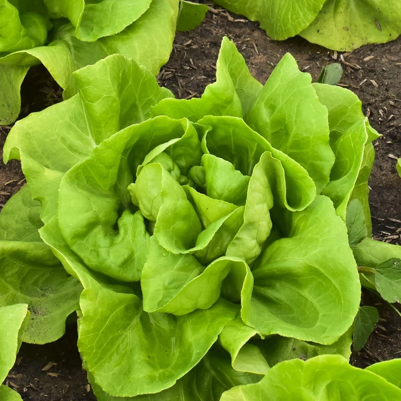 Laitue boston verte ( Lactuca sativa ‘Rhapsody’)