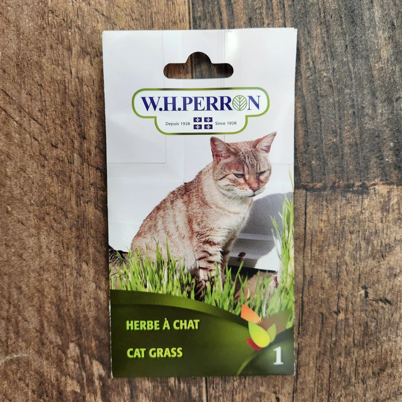 Herbe pour chat