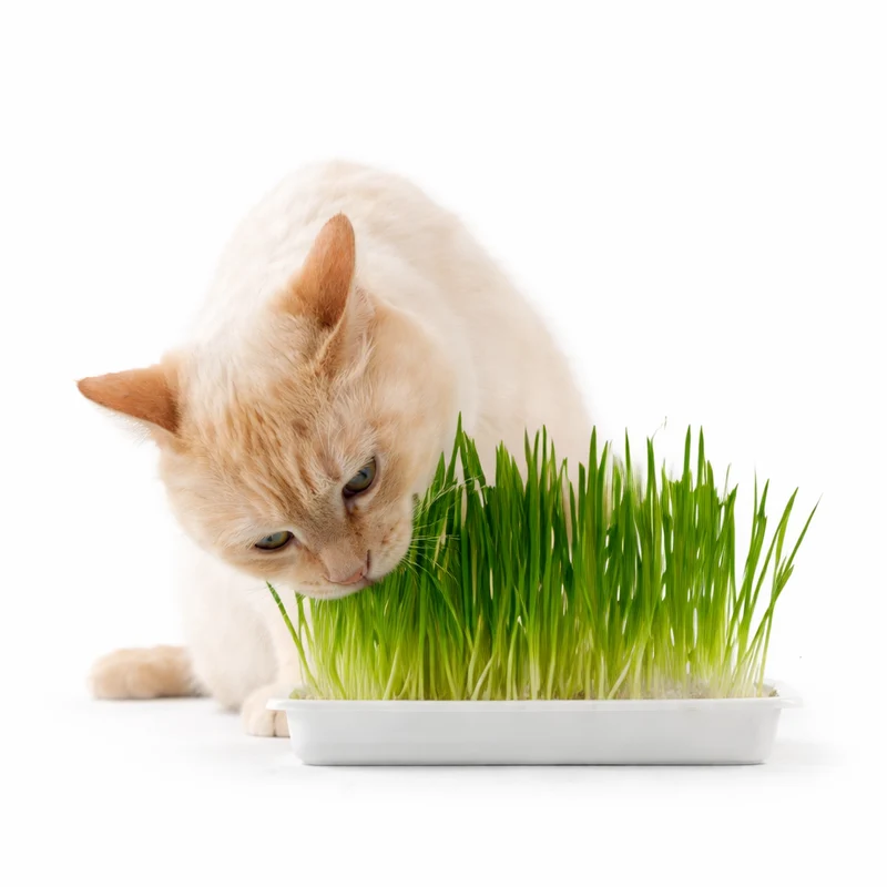 Herbe pour chat