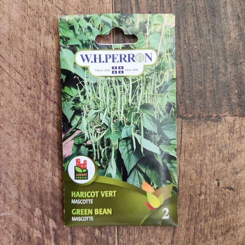 Haricot vert ( Phaseolus vulgaris ‘Mascotte’)