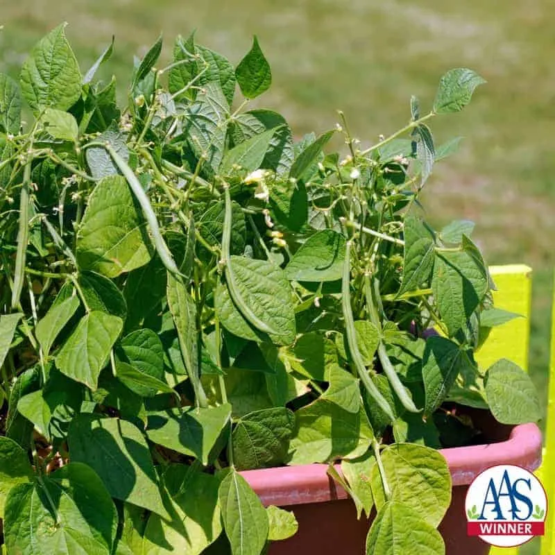 Haricot vert ( Phaseolus vulgaris ‘Mascotte’)