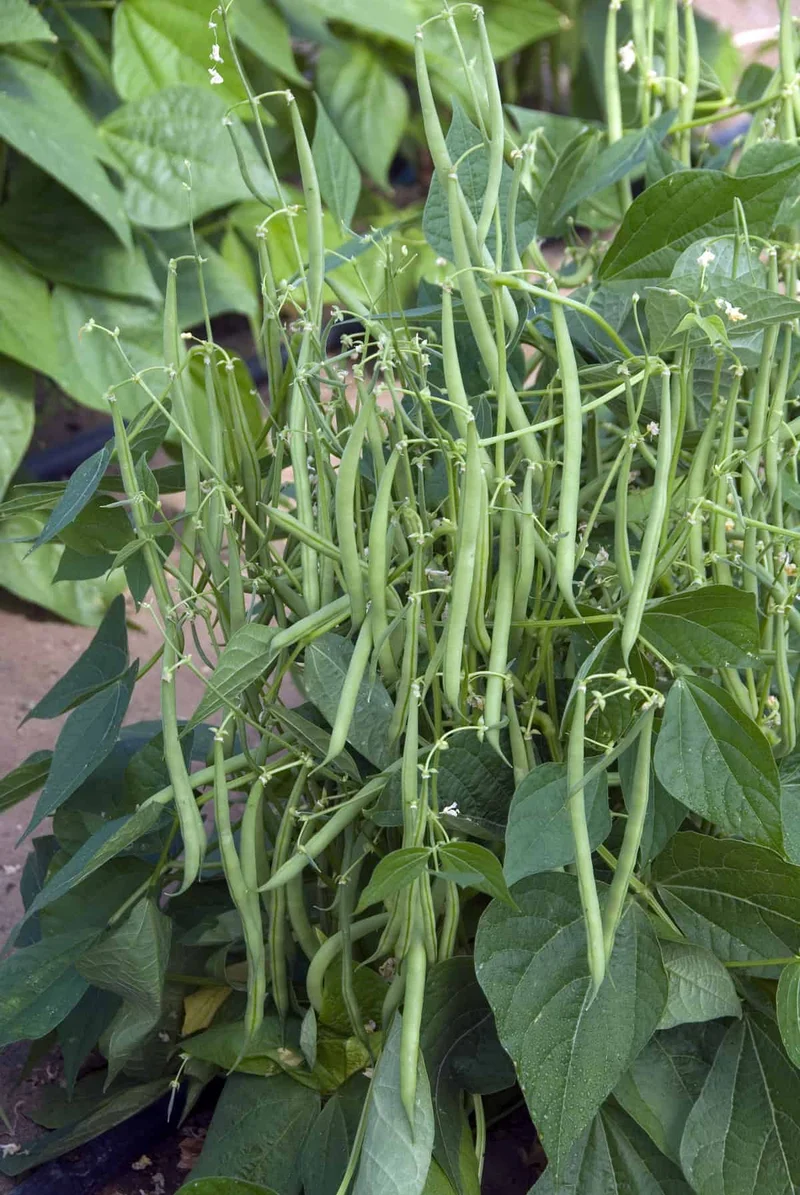 Haricot vert ( Phaseolus vulgaris ‘Mascotte’)