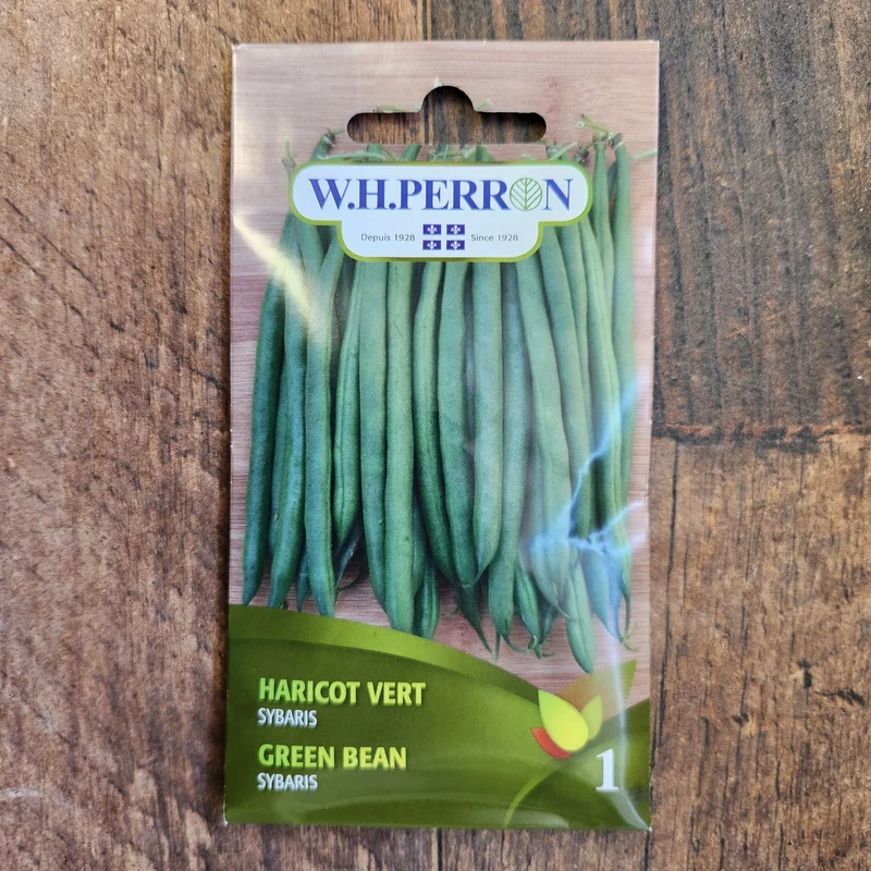 Haricot vert ( Phaseolus vulgaris ‘Sybaris’)