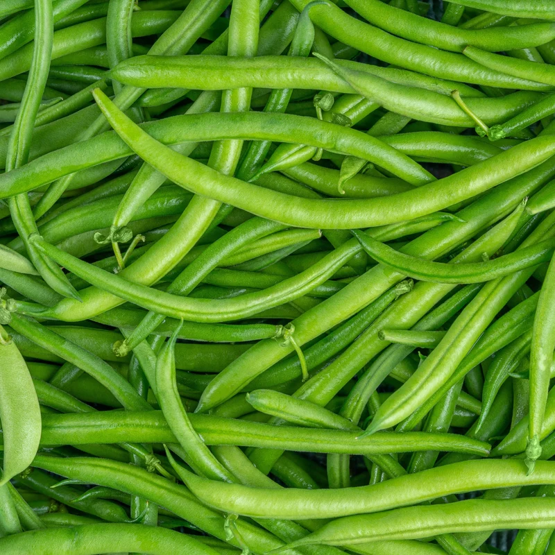 Haricot vert ( Phaseolus vulgaris ‘Sybaris’)