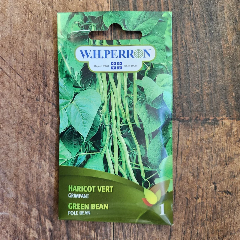Haricot grimpant vert ( Phaseolus vulgaris )