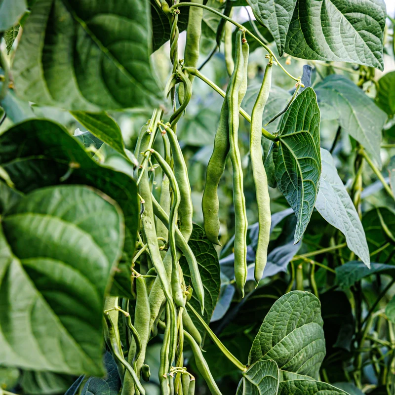Haricot grimpant vert ( Phaseolus vulgaris )
