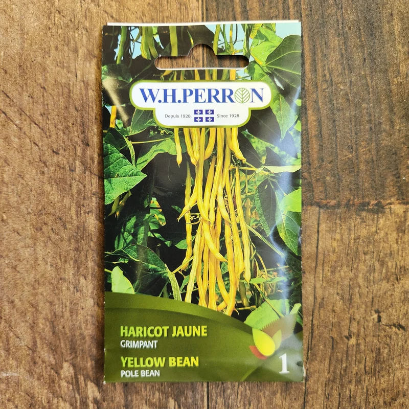Haricot grimpant jaune ( Phaseolus vulgaris )