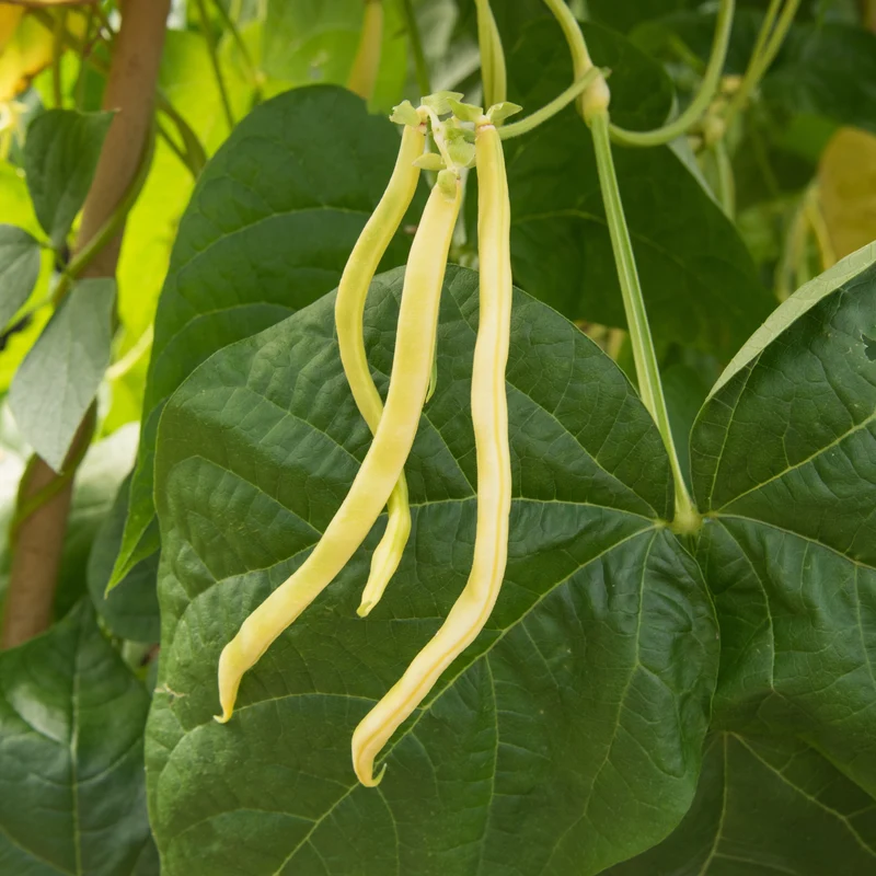 Haricot grimpant jaune ( Phaseolus vulgaris )