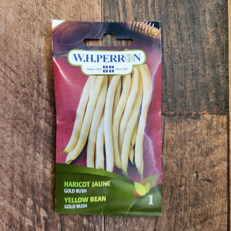 Haricot jaune ( Phaseolus vulgaris ‘Gold Rush’)