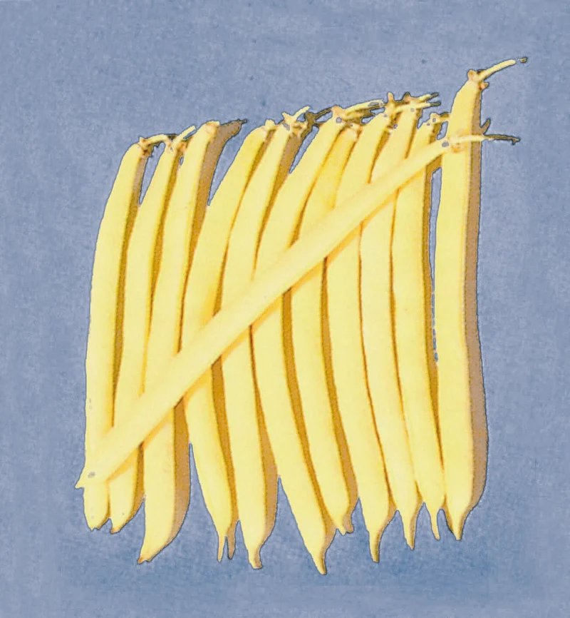 Haricot jaune ( Phaseolus vulgaris ‘Gold Rush’)