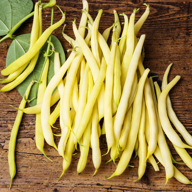 Haricot jaune ( Phaseolus vulgaris ‘Gold Rush’)