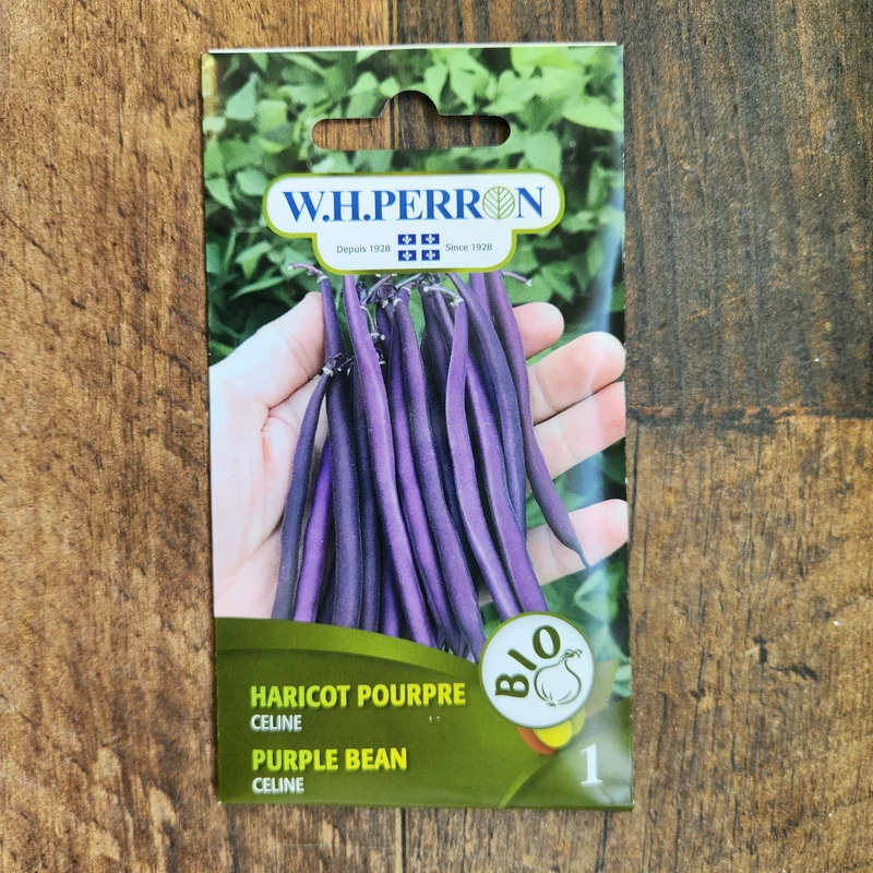 Haricot pourpre bio ( Phaseolus vulgaris ‘Celine’)