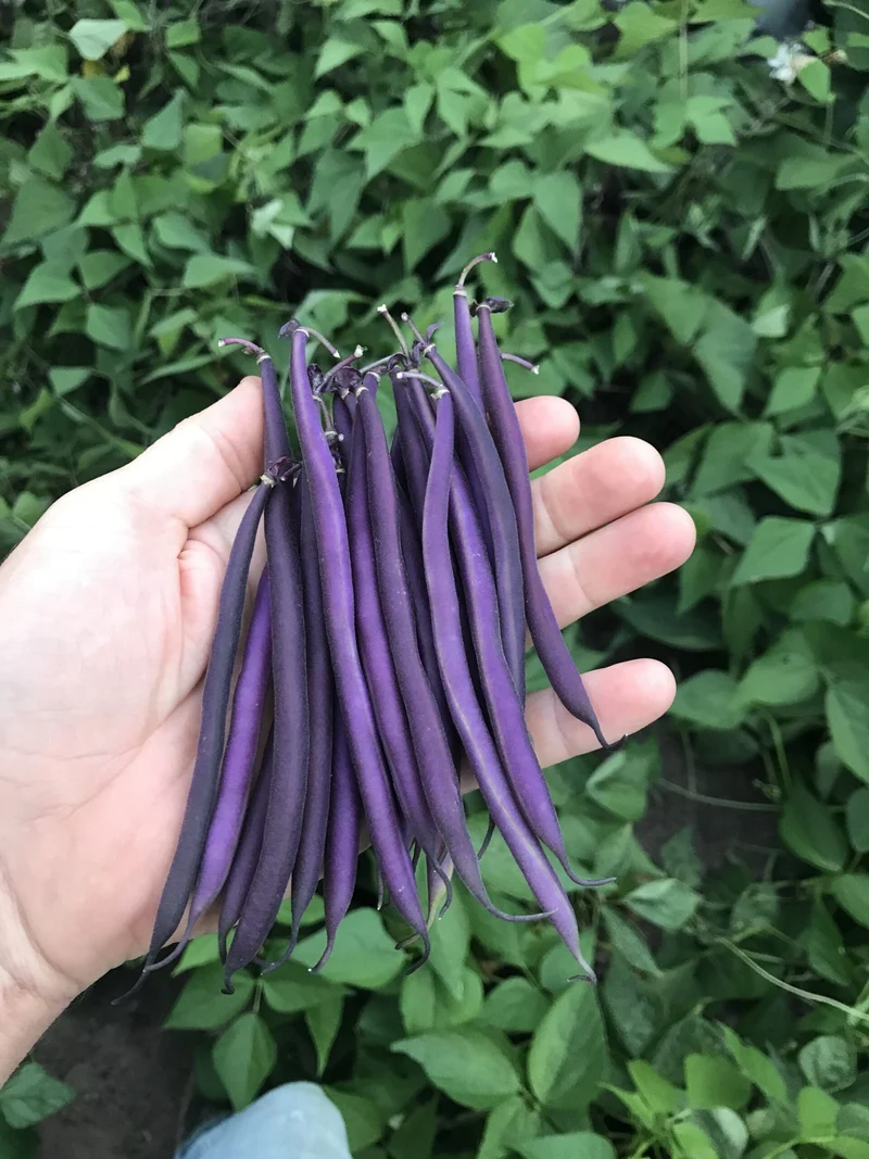 Haricot pourpre bio ( Phaseolus vulgaris ‘Celine’)