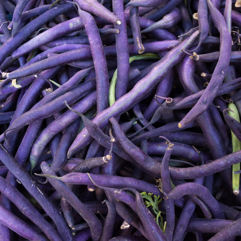 Haricot pourpre bio ( Phaseolus vulgaris ‘Celine’)