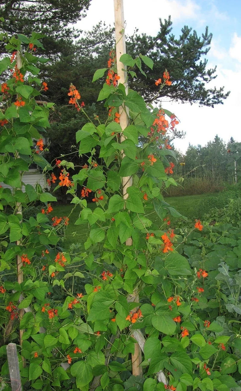 Haricot grimpant ( Phaseolus coccineus ‘Scarlet Runner’)
