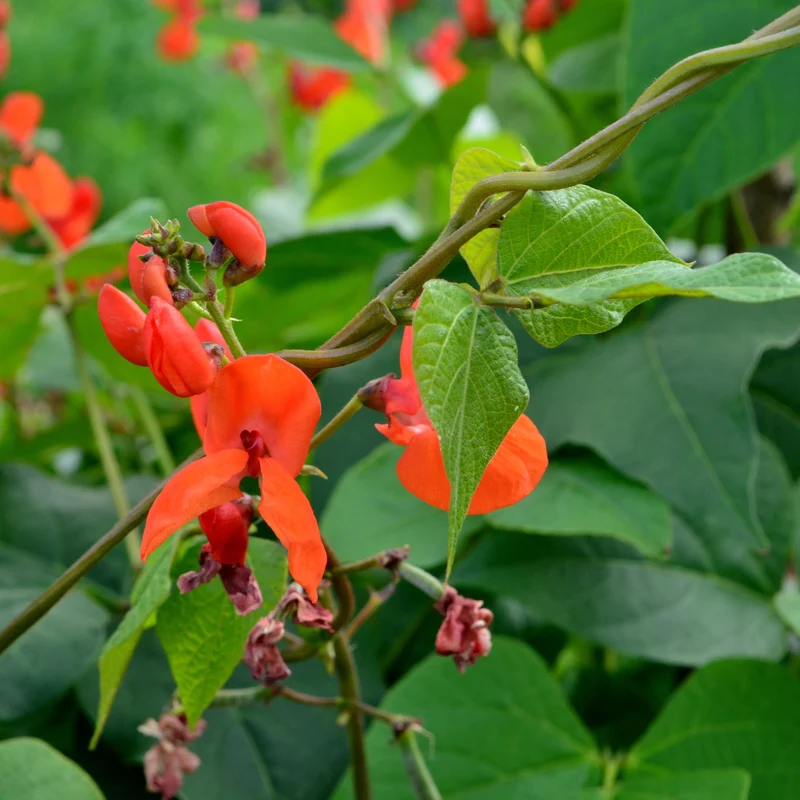 Haricot grimpant ( Phaseolus coccineus ‘Scarlet Runner’)