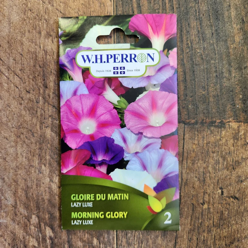 Gloire du matin ( Ipomoea purpurea ‘Lazy Luxe’)