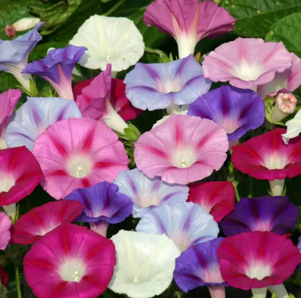 Gloire du matin ( Ipomoea purpurea ‘Lazy Luxe’)