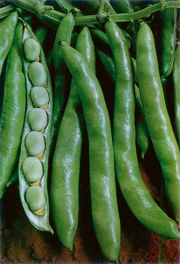 Gourgane ( Vicia faba ‘Express’)