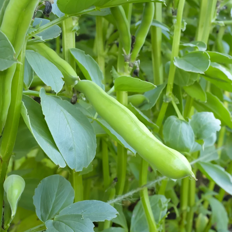 Gourgane ( Vicia faba ‘Express’)