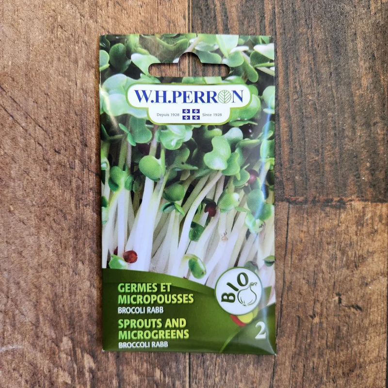 Germe de brocoli bio ( Brassica rapa ‘Rabb’)