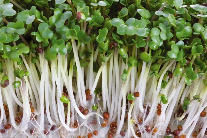 Germe de brocoli bio ( Brassica rapa ‘Rabb’)